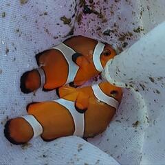 ブリードカクレクマノミペア