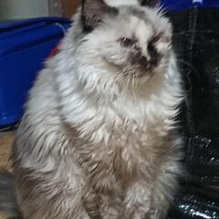 毛がふさふさの猫