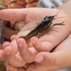 アメリカザリガニ　稚　７匹