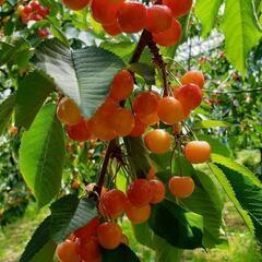 6月8日山形さくらんぼ🍒狩り
