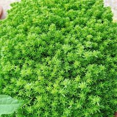 【1名様限定‼️】おおきな多肉植物　約20×30㎝