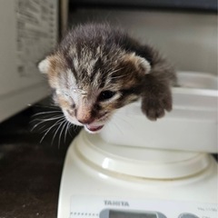 片目開いたよ可愛いきじさん