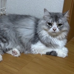 ラガマフィン(猫)