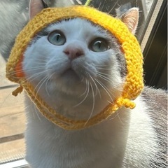 推定3歳のハチワレ男の子 琥珀くん
