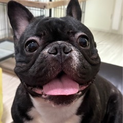 フレンチブルドッグ