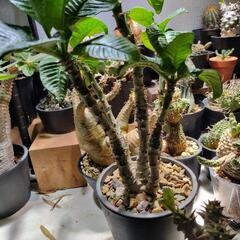 ウィンゾリー実生、大株の画像