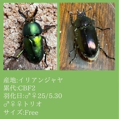 パプアキンイロクワガタペア