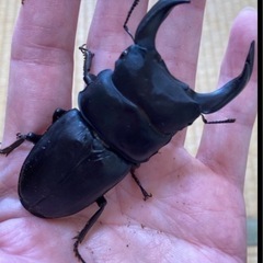 久留米オオクワガタ幼虫（終了）の画像