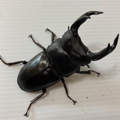久留米オオクワガタ幼虫（終了）の画像