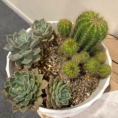 多肉植物6/16まで