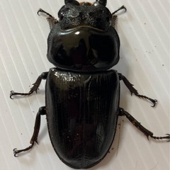 久留米オオクワガタ幼虫（終了）の画像