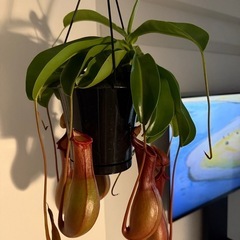 観葉植物 ネペンテス（ウツボカズラ）5号鉢