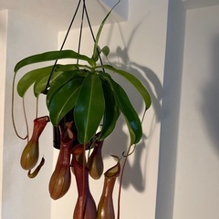 観葉植物 ネペンテス（ウツボカズラ）5号鉢の画像