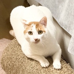 飼い主に殺処分を希望された子【譲渡会参加】