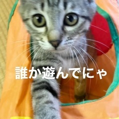 お転婆なキジトラちゃん🩷