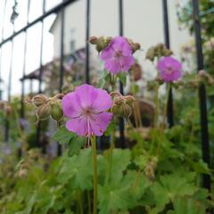 ゲラニウム  ダルマティクム 値下げ✨  宿根草  苗 ガーデニングの画像