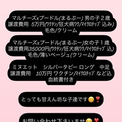 里親様募集。