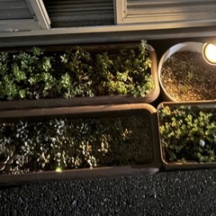 🍀𝗻𝗲𝘄🍀多肉植物 4鉢 普及種＆セダム