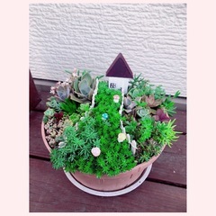 多肉植物　寄せ植え　多品種
