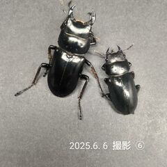 Dorcus ネパレンシスペア No.2