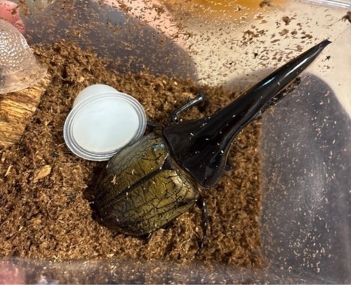 ヘラクレスオオカブト　ペア