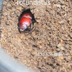 Metadorcus rotundatus♀単品