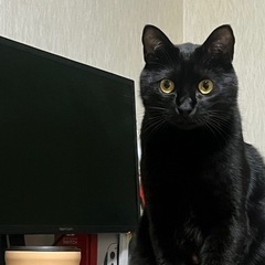 【急募】6/20まで【見つからなければ保護センターいきます…