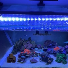 ゼンスイLEDシャイニングブルー600、海水魚、サンゴ、アクアリウム、水槽ライトの画像