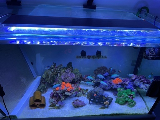 ゼンスイナノレビルブルーホワイト600、海水魚、サンゴ、アクアリウム、LED、水槽ライト