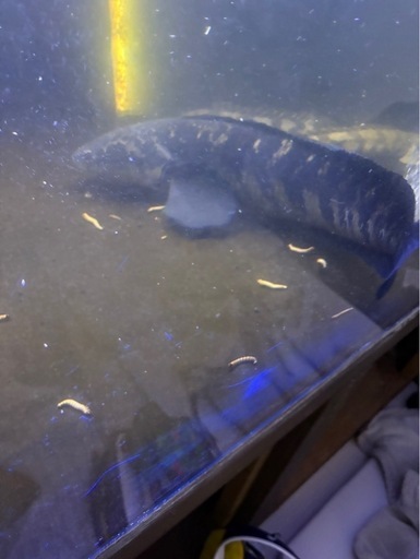 本日限定チャンナマル　アクア　古代魚　熱帯魚