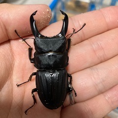 スジブトヒラタクワガタ 56ミリペア
