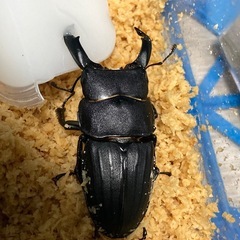 スジブトヒラタクワガタ52ミリペア