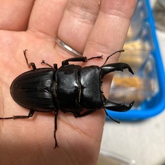 スジブトヒラタクワガタ56ミリペア