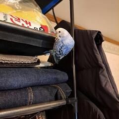 セキセイインコ　多分オス　生後約半年