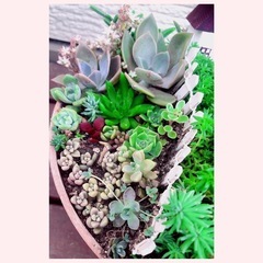 多肉植物　　寄せ植え
の画像