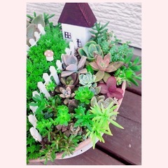 多肉植物　　寄せ植え
の画像