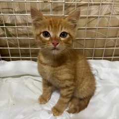 里親募集です！生後2ヶ月程．まだまだ成長盛り．