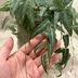 ランキングキーワードに紐づく投稿画像-観葉植物