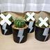 ランキングキーワードに紐づく投稿画像-観葉植物
