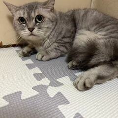 1歳マンチカン　超優しい子