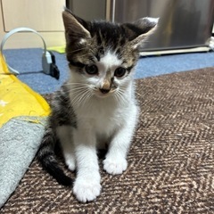 ♡子猫里親募集♡