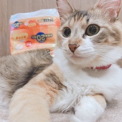 ふわふわ！セミロング茶白ちゃん𓂃🎀𓈒𓏸