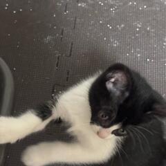 美人さんです。