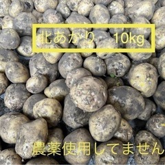 新じゃが（北あかり）