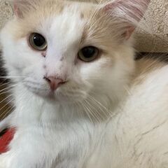 短足マンチカン 男の子 