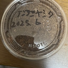 【希少産地】アンタエウスオオクワガタ亜種ミヤシタイ幼虫5頭