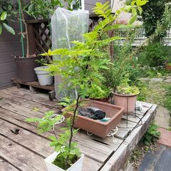 山椒（サンショウ）挿し木苗　メス株の画像
