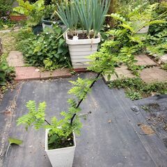 山椒（サンショウ）挿し木苗　メス株の画像