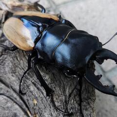 ブルーマイスターツヤクワガタ♂単品