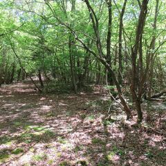 №E607【岐阜県土岐市鶴里町】山林1筆あげます！